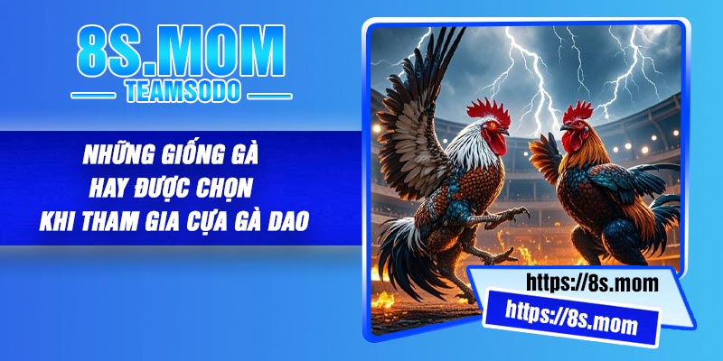 Những giống gà hay được chọn khi tham gia cựa gà dao